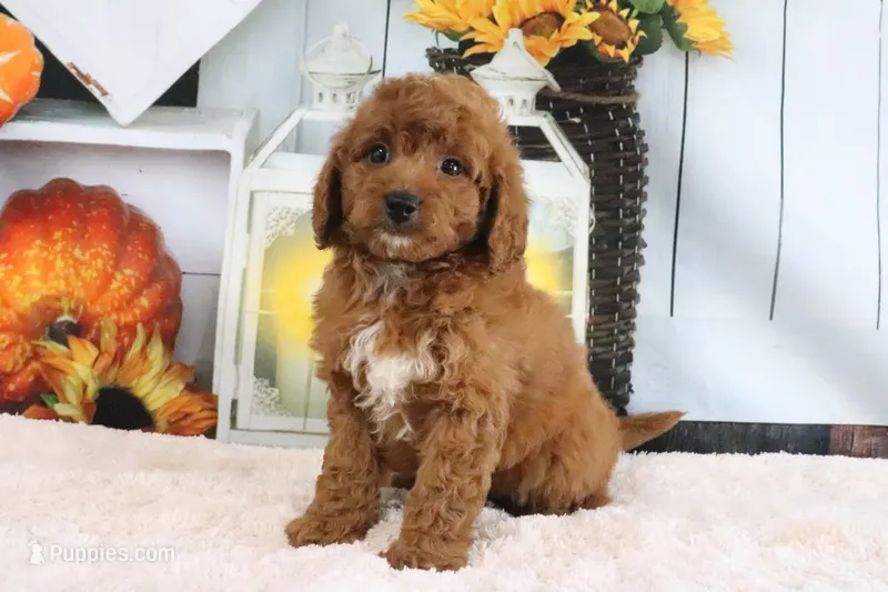Sammy – Miniature Goldendoodle puppy for sale in Baltic, OH