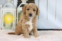 Flash, a male Miniature Goldendoodle for sale in Baltic, OH – 2 of 4