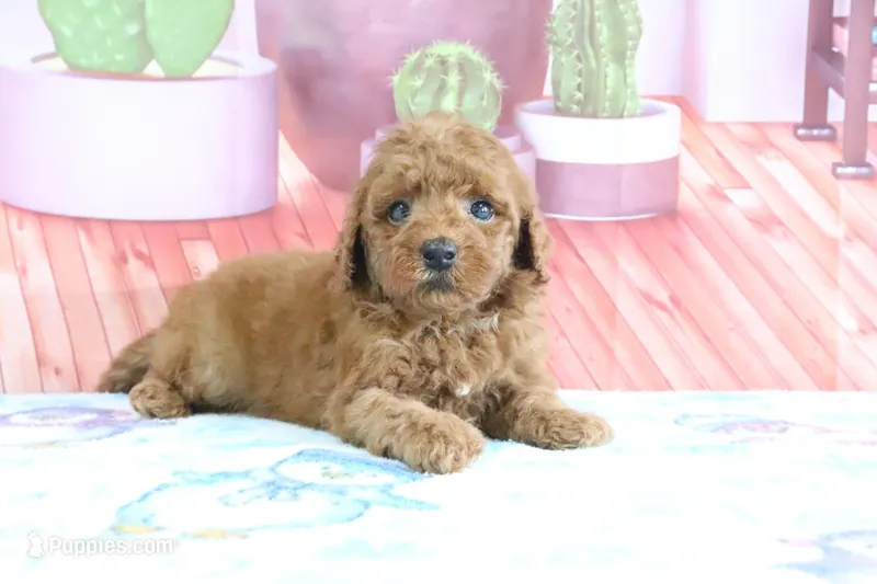 Hazel – Miniature Goldendoodle puppy for sale in Baltic, OH