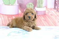 Hazel, a female Miniature Goldendoodle for sale in Baltic, OH – 1 of 5