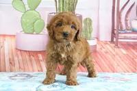 Honey, a female Miniature Goldendoodle for sale in Baltic, OH – 1 of 5