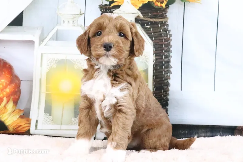 Bailey – Miniature Goldendoodle puppy for sale in Baltic, OH
