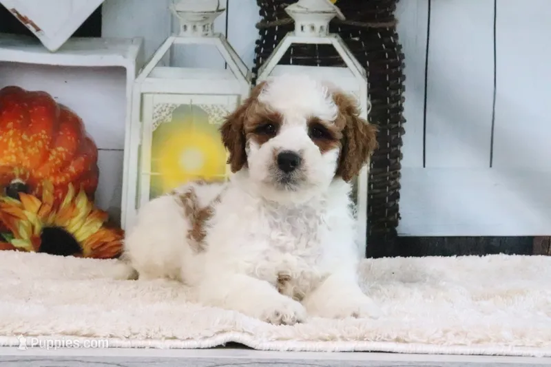 Kaiser – Miniature Goldendoodle puppy for sale in Baltic, OH