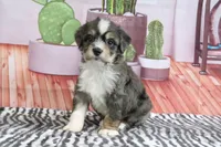 Sommers, a male Miniature Bernedoodle for sale in Baltic, OH – 2 of 4
