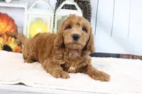 Leo, a male Miniature Goldendoodle for sale in Baltic, OH – 2 of 5