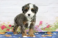 Lacey, a female Miniature Bernedoodle for sale in Baltic, OH – 4 of 4