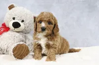 Alisha, a female Miniature Goldendoodle for sale in Baltic, OH – 5 of 5