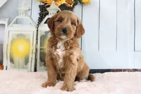Butler, a male Miniature Goldendoodle for sale in Baltic, OH – 2 of 4