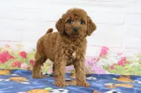 Flo, a female Miniature Goldendoodle for sale in Baltic, OH – 3 of 4