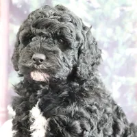 Valentine, a male Goldendoodle for sale in Baltic, OH – Photo 3 of 4