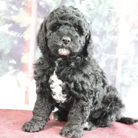 Valentine, a male Goldendoodle for sale in Baltic, OH – Photo 1 of 4