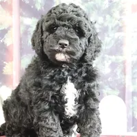 Valentine, a male Goldendoodle for sale in Baltic, OH – Photo 2 of 4