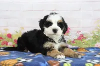 Leo, a male Miniature Bernedoodle for sale in Baltic, OH – 4 of 4