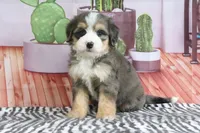 Sabrina, a female Miniature Bernedoodle for sale in Baltic, OH – 3 of 4