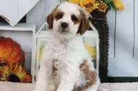 Kaiser, a male Miniature Goldendoodle for sale in Baltic, OH – 4 of 4