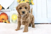 Frank, a male Miniature Goldendoodle for sale in Baltic, OH – 4 of 4
