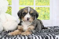 Ruby, a female Miniature Bernedoodle for sale in Baltic, OH – 5 of 5
