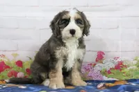 Lola, a female Miniature Bernedoodle for sale in Baltic, OH – 4 of 4