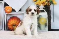 Kaiser, a male Miniature Goldendoodle for sale in Baltic, OH – 2 of 4