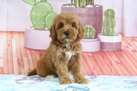 Princess, a female Miniature Goldendoodle for sale in Baltic, OH – 3 of 5