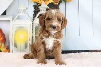 Bandit, a male Miniature Goldendoodle for sale in Baltic, OH – 3 of 4