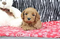 Buttercup, a female Goldendoodle for sale in Baltic, OH – Photo 4 of 5
