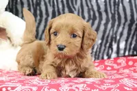 Buttercup, a female Goldendoodle for sale in Baltic, OH – Photo 2 of 5