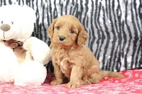 Buttercup, a female Goldendoodle for sale in Baltic, OH – Photo 1 of 5
