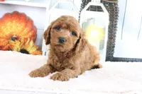Max, a male Miniature Goldendoodle for sale in Baltic, OH – 4 of 4
