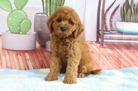 Kali, a female Miniature Goldendoodle for sale in Baltic, OH – 3 of 4