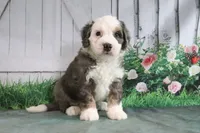 Marshall, a male Miniature Bernedoodle for sale in Baltic, OH – 4 of 5