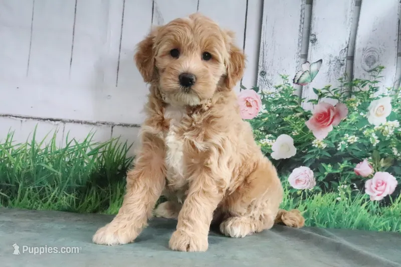 Trixie – Goldendoodle puppy for sale in Baltic, OH