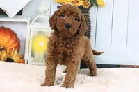 Lulu, a female Miniature Goldendoodle for sale in Baltic, OH – 3 of 4