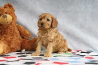 Annie, a female Miniature Goldendoodle for sale in Baltic, OH – Photo 1 of 5