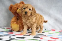 Annie, a female Miniature Goldendoodle for sale in Baltic, OH – Photo 2 of 5