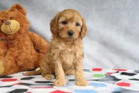 Annie, a female Miniature Goldendoodle for sale in Baltic, OH – Photo 3 of 5