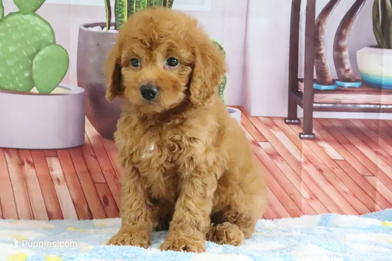 Kodiak – Miniature Goldendoodle puppy for sale in Baltic, OH