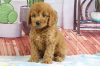 Kodiak, a male Miniature Goldendoodle for sale in Baltic, OH – 1 of 4