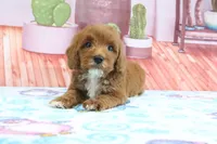 Hank, a male Miniature Goldendoodle for sale in Baltic, OH – 5 of 5