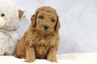 Arnold, a male Miniature Goldendoodle for sale in Baltic, OH – 2 of 4