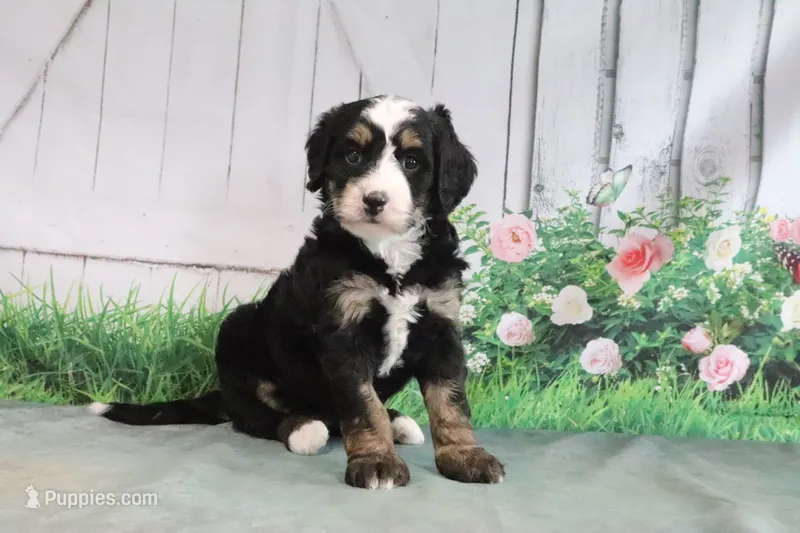 Molly – Miniature Bernedoodle puppy for sale in Baltic, OH