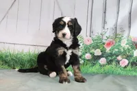 Molly, a female Miniature Bernedoodle for sale in Baltic, OH – 1 of 4