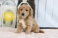 Flash, a male Miniature Goldendoodle for sale in Baltic, OH – 4 of 4