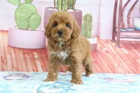 Princess, a female Miniature Goldendoodle for sale in Baltic, OH – 5 of 5