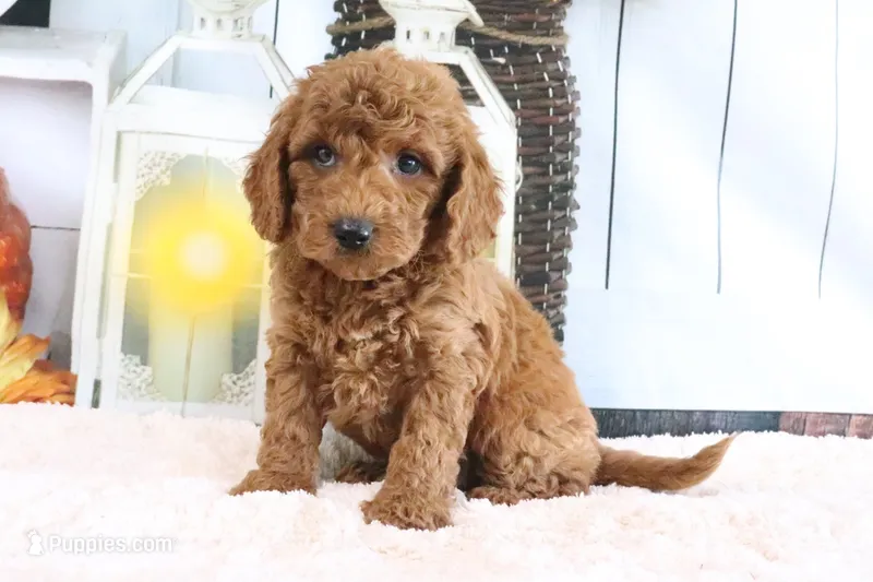 Murphy – Miniature Goldendoodle puppy for sale in Baltic, OH