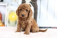 Murphy, a male Miniature Goldendoodle for sale in Baltic, OH – 1 of 4