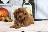 Sammy, a male Miniature Goldendoodle for sale in Baltic, OH – 4 of 4