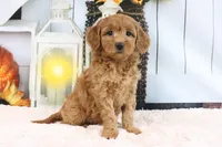 Flo, a female Miniature Goldendoodle for sale in Baltic, OH – 4 of 4