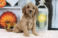 Lilac, a female Miniature Goldendoodle for sale in Baltic, OH – 2 of 4