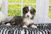 Rowen, a male Miniature Bernedoodle for sale in Baltic, OH – 4 of 4